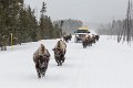 57 Yellowstone NP